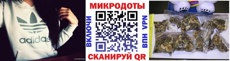 мега онион  Приволжск  Псилоцибиновые грибы ЛСД 